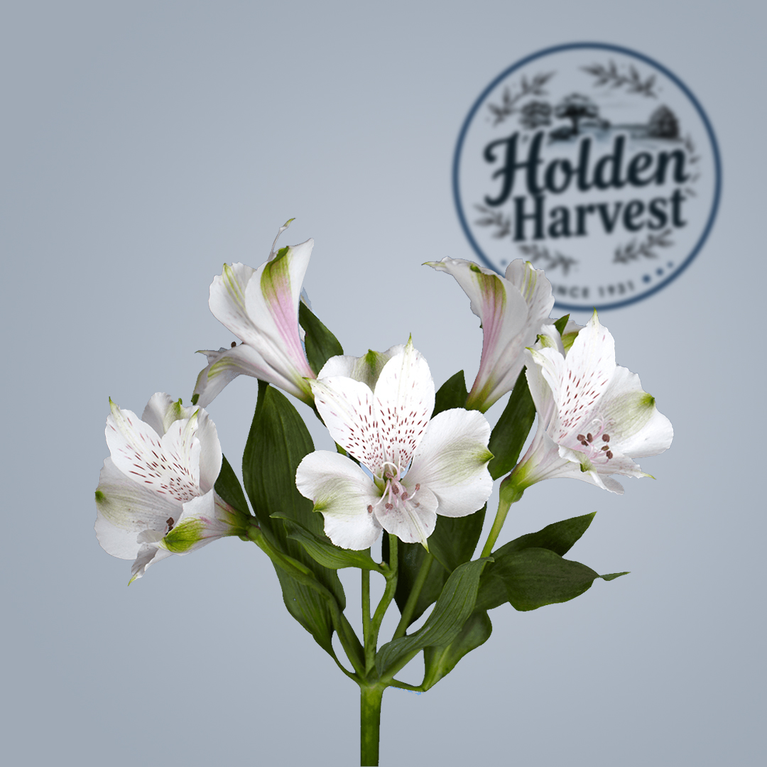 alstroemeria -white